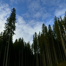 Una suggestiva immagine del film Alberi che camminano