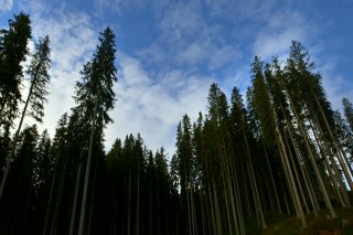 Una suggestiva immagine del film Alberi che camminano