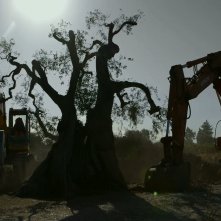Alberi che camminano: un'immagine del documentario di Mattia Colombo