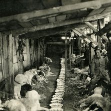 Animali nella Grande Guerra: cani e soldati in un'immagine del documentario