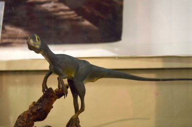 Dinosauri in carne e ossa: la ricostruzione dello Scipionyx samniticus, detto Ciro