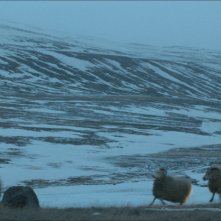 Rams - Storia di due fratelli e otto pecore: una suggestiva immagine del film di Grímur Hákonarson