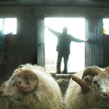 Rams - Storia di due fratelli e otto pecore: un'immagine del film di Grímur Hákonarson