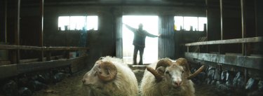 Rams - Storia di due fratelli e otto pecore: un'immagine del film di Grímur Hákonarson