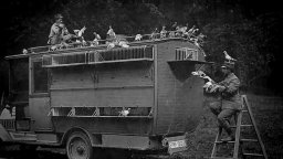 Trailer - Animalinella Grande Guerra