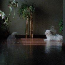 Arabian Nights - Volume 2: una scena del dramma di Miguel Gomes