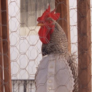 Arabian Nights - Volume 1: un'immagine del film di Miguel Gomes