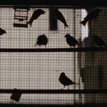 Arabian Nights - Volume 3: una scena del film di Miguel Gomes