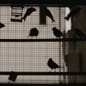 Arabian Nights - Volume 3: una scena del film di Miguel Gomes