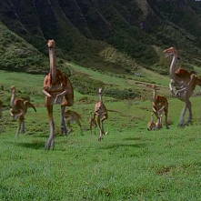 Jurassic Park: Gallimimus al galoppo