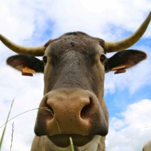 Steak (R)evolution: un 'minaccioso' primo piano tratto dal film