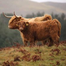 Steak (R)evolution: animali al pascolo in una scena del documentario 