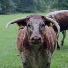 Steak (R)evolution: una scena del film