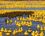 Moby Duck: arriva il documentario sul 'disastro' delle paperelle 