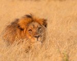 Cecil, le star sui social chiedono giustizia per il leone ucciso