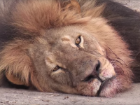 #CecilTheLion - Mia Farrow twitta indirizzo del dentista: è bufera 