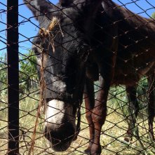 Asino vola: l'asino del titolo