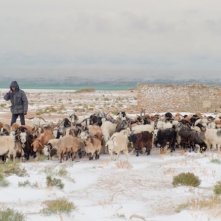 I sogni del lago salato: una scena di pastorizia