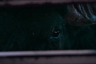 Clip - Bella e perduta