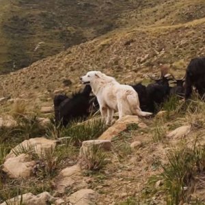 Pastorale cilentana: il piccolo Mattia Oricchio insieme alle sue capre e al cane da pastore