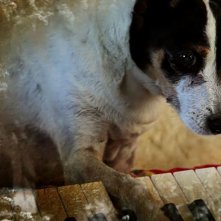 Heart of a Dog: la prima immagine del film di Laurie Anderson