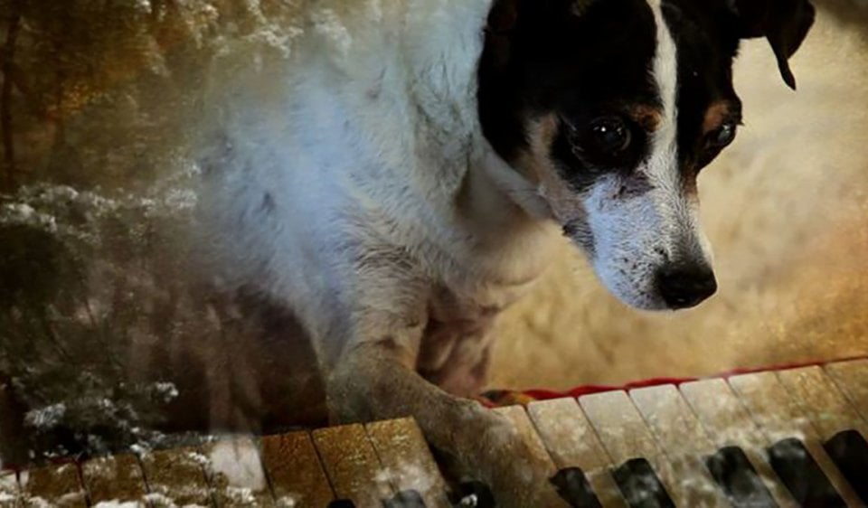 Heart of a Dog: la prima immagine del film di Laurie Anderson