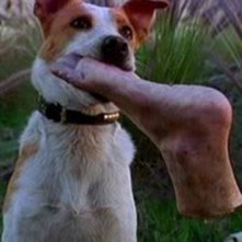 Six Feet Under: una scena tratta dall'episodio A piede libero