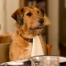 Un'occasione da Dio: un'inquadratura dedicata a Mojo, il cane doppiato in originale dal compianto Robin Williams