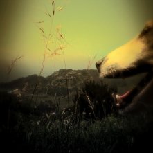 Heart of a Dog: un'immagine del film di Laurie Anderson pubblicata sul sito del New York Film Festival