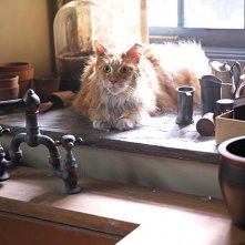 Hunger Games: Il Canto della Rivolta - Parte 2: il gatto di Prim in una foto del film