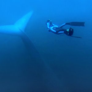 Racing Extinction: una bella immagine subacquea del documentario