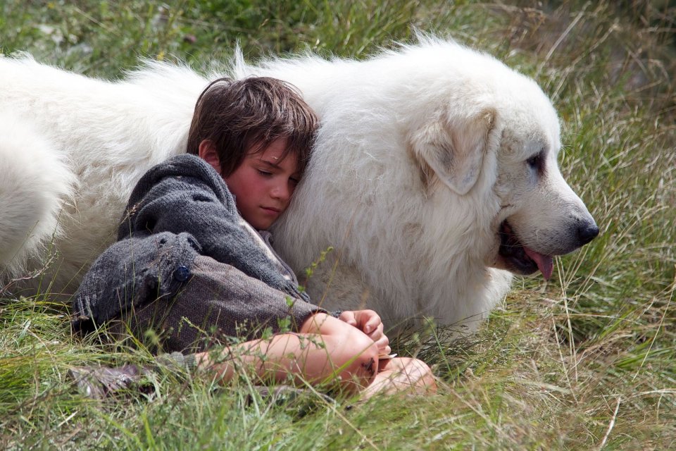 Belle & Sebastien - L'avventura continua: Félix Bossuet addormentato sul fianco del suo amato e vigile cane