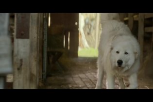 Giotto, l'amico dei pinguini - Clip 'Il risveglio di Giotto'