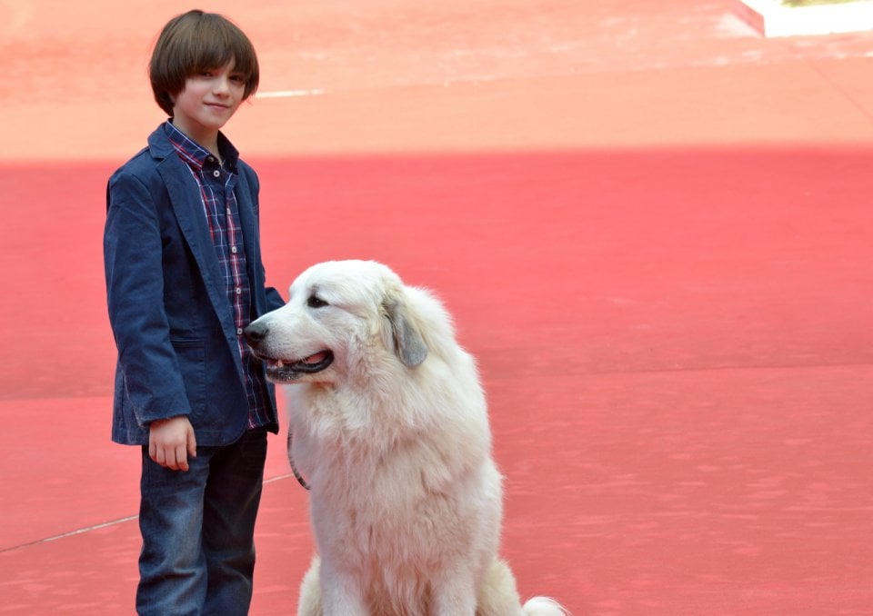 Roma 2015:Felix Bossuet e Belle posano sul tappeto rosso di Belle & Sèbastien, l'avventura continua