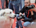 Belle e Sebastien, alla Festa di Roma, un red carpet... da cani!