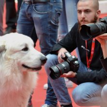 Roma 2015: Il cane bel con i fotografi sul red carpet di Belle & Sèbastien, l'avventura continua