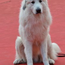Roma 2015: il cane Belle in uno scatto sul tappeto rosso di Belle & Sèbastien, l'avventura continua
