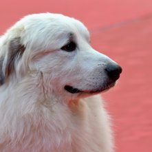 Roma 2015: Il cane Belle sul red carpet di Belle & Sèbastien, l'avventura continua