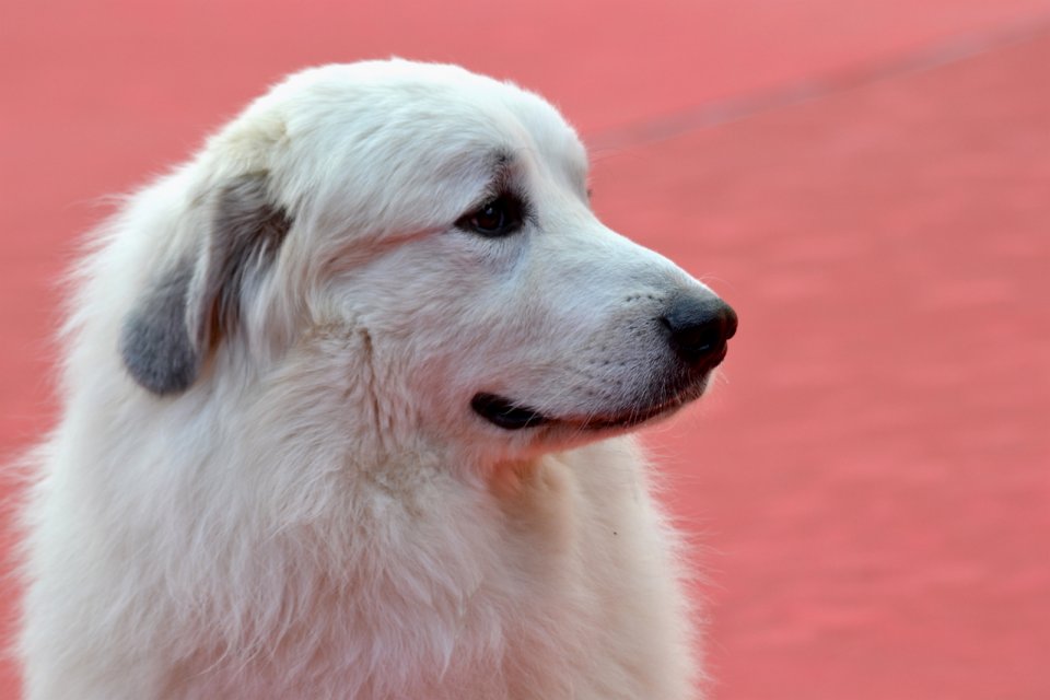 Roma 2015: Il cane Belle sul red carpet di Belle & Sèbastien, l'avventura continua