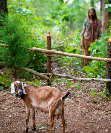 The Walking Dead: la capretta Tabitha nell'episodio Qui non è qui