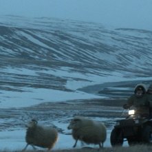 Rams - Storia di due fratelli e otto pecore: un'immagine tratta dal bel film islandese