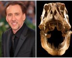 Nicolas Cage restituisce un teschio di dinosauro rubato