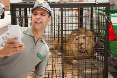 Quo vado?: Checco Zalone si fa un selfie con un leone in una scena del film