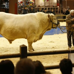 Saint amour: Gérard Depardieu in una scena del film