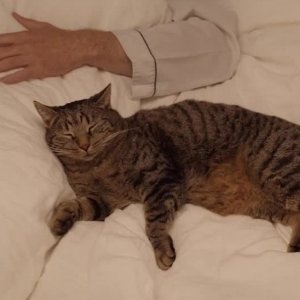 Tomcat: un'immagine del film