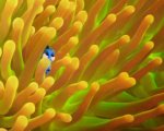 Alla ricerca di Dory: quattro divertenti poster inediti