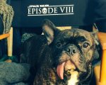 Star Wars: Episode VIII - Space Bears è il titolo di lavorazione