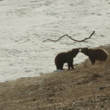 La terra degli orsi: un'immagine tratta dal documentario