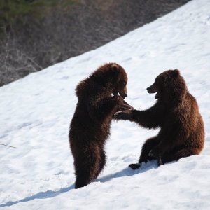 La terra degli orsi: un'immagine del documentario