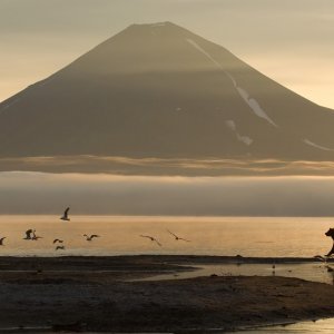La terra degli orsi: una scena del documentario